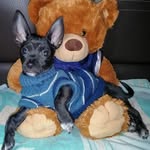Bruce - @bruce_bebe_puppy - Instagram