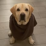 Bruce - @el_bebe_bruce - Instagram