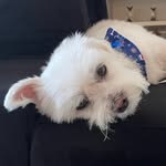 bu - @brucebebe02 - Instagram