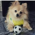 JULLIA AMORIM ALVES DA SILVA - @bruce_bebe_dog - Instagram