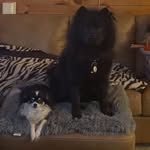 Juno + Bear & Doug + Brucie - @chichowchichow - Instagram