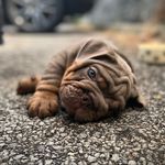Bruce Bell - @life_of_bully_bruce - Instagram