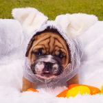 Bruce Bernard - @the.bulldog.named.bruce - Instagram