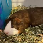 Bruce Bernard - @the_guinea_pig25 - Instagram