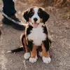 Bruce - @berner_bruce_ - TikTok