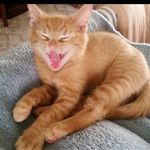 Bruce Doodlebop Billings - @brucetheorangetabby - Instagram