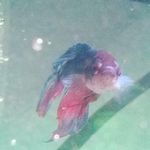 Bruce Bishop - @brucethe_bettafish - Instagram