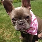 Bruce Block - @paintedskye_dog_apparel - Instagram