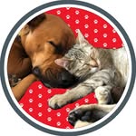 🐶 Bruce & Blue 🐱 - @brussiblue - Instagram