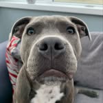 BABY 𝐁𝐑𝐔𝐂𝐄 - @bruce.bluestaffy - Instagram
