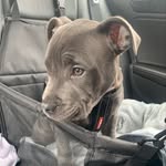 Bruce - Blue Staffy - @blue.staffy.bruce - Instagram