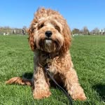 Bruce & Blue - @thetailsofbruceandblue - Instagram