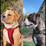 Bruce & Blue - @dirtypauws - Instagram