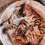 BRUCE & BLUE - @adventuresofbruceandblue - Instagram