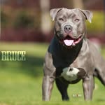 Bruce - @american_bruceblue - Instagram