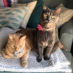 Bruce and Blue - @bruceandblue - Instagram