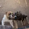 bruce and blue 💞 - @bruce.blue - TikTok