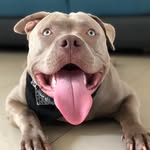 Bruce Blue - @bruceamerican_bully - Instagram