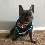 Bruce Blue Blaze - @bruce.thebluefrenchie - Instagram
