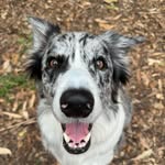 Bruce Blue Border - @bruceblueborder - Instagram