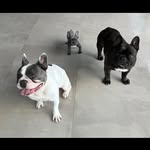 Bruce, Blue e Balu - @bruce_blue_e_balu - Instagram