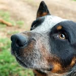 Bruce Blue Heeler - @bruce_blue_heeler - Instagram