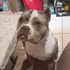 Bruce_Blue_merle06 - @bruce_blue_merly06 - TikTok