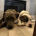Bruce (blue nose) and Kennedy (white and grey) - @spruce_n_ken - Instagram