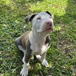 Bruce - @bruce.blue.staffy - Instagram