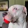 Bruce - @bruce_blue_eyes - TikTok