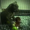 BRUCE - @bruce_bluestaff - TikTok