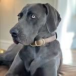 Bruce - @brucebluejenkins - Instagram