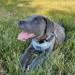 Bruce the Blue - @bruce_the.blue - Instagram