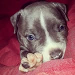 Bruce, the blue staffy 🐶 🇪🇸 - @brucebluestaffy - Instagram