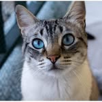 Bruce the cat - @bruce_blue_eyes - Instagram
