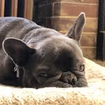 Bruce The French Bulldog - @bruce_blue_frenchie - Instagram