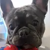 Brucebluefrenchie - @brucebluefrenchie7 - TikTok