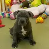 Brucebluestaff - @brucebluestaff - TikTok