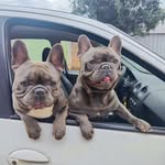 bruceeblue - @brucebluepet - Instagram