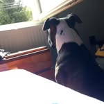 The bruce - @bruce_blue_amstaff - Instagram