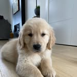 @born_to_run_bruce - Instagram