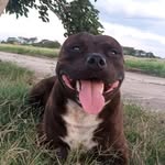 @bruce.born.staffy - Instagram