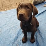 Bruce  Castilleja Born To Run - @brucespringsteen_the_labrador - Instagram