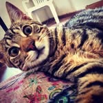 Bruce - @bruce.bornez - Instagram