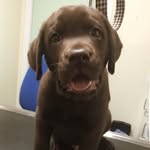 Brucey Boy - @bruce_born_to_run - Instagram