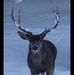 Bruce Bowen - Facebook