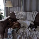 Bruce Brady - @brucebradybish - Instagram