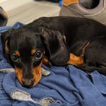 Bruce Brandt - @brucedachshund2022 - Instagram