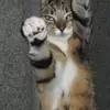 brucebrandt911 - @brucebrandt911 - TikTok