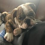 Bruce Bright - @bruce2cute - Instagram